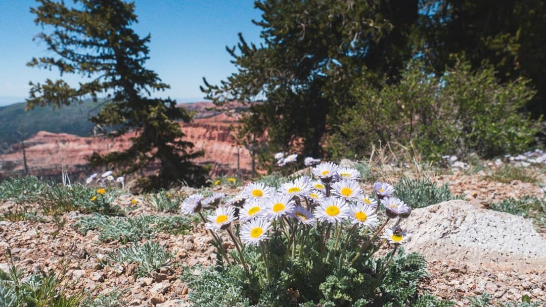 Cedar Breaks Wildflower Festival 2025
