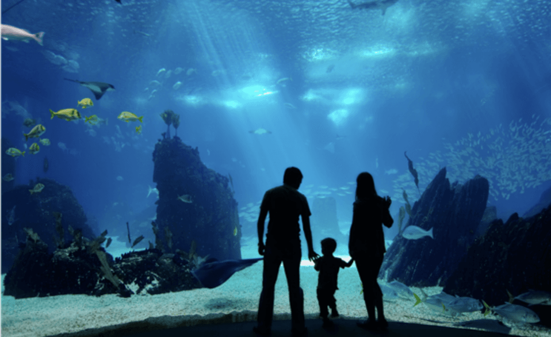 Beehive Buzz Kids Club: Wild Wednesday with Layton Aquarium & Wildlife Encounters