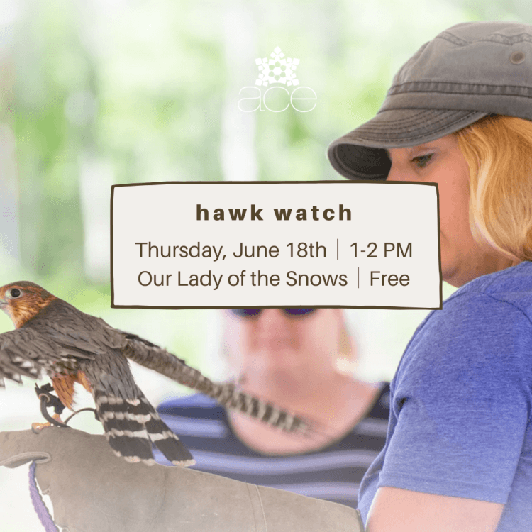 Image for event: Hawkwatch Bird of Prey Show