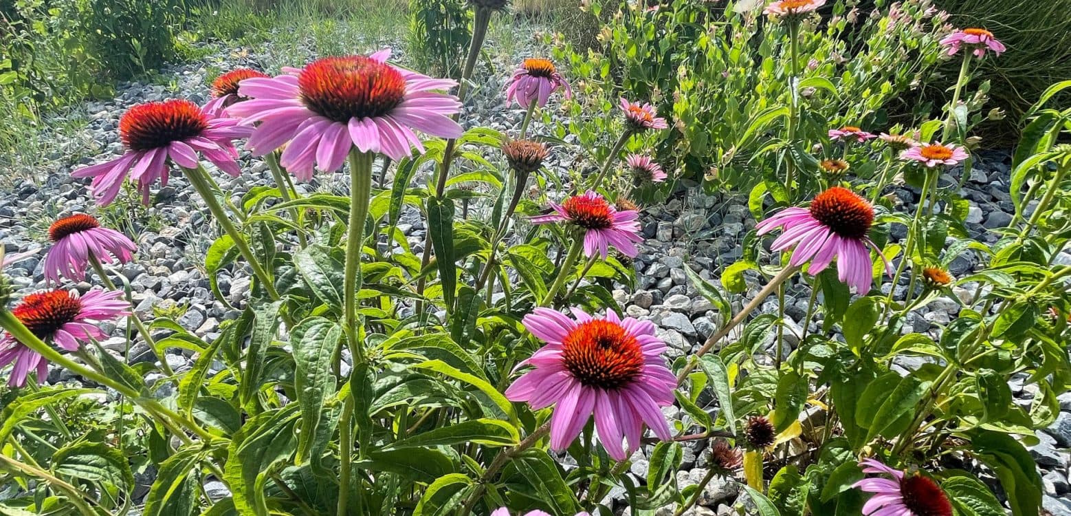 Image for event: NHMU Foothill Nature Walk