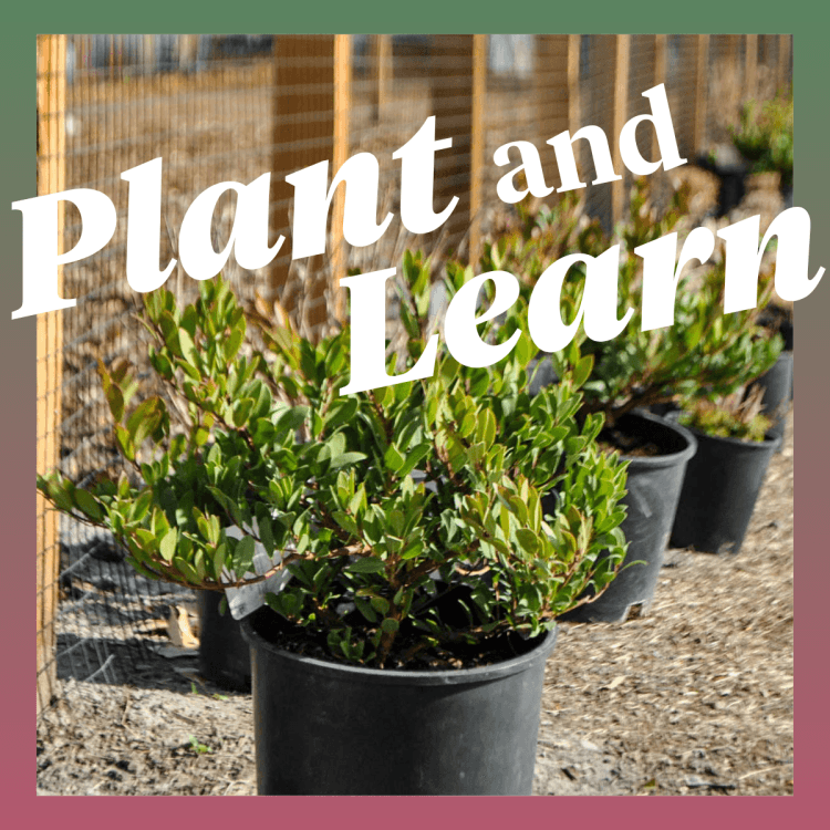 Plant and Learn: Backyard Pollinators